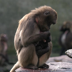 Pavianmutter mit Baby